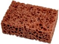 GĄBKA.jpg